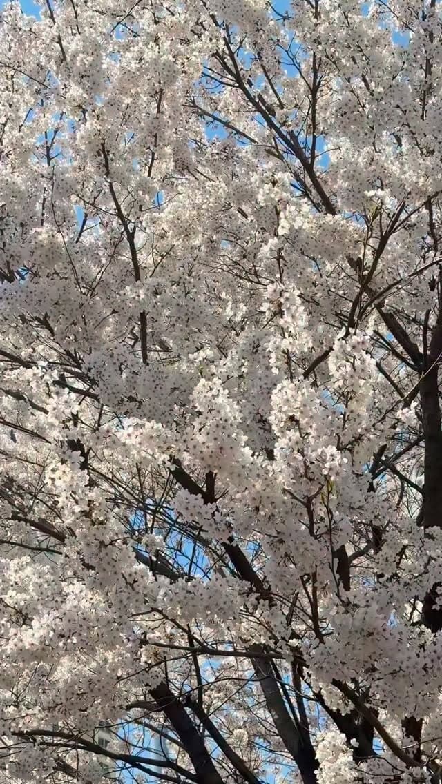 봄 나들이에서 올려다본 벚꽃